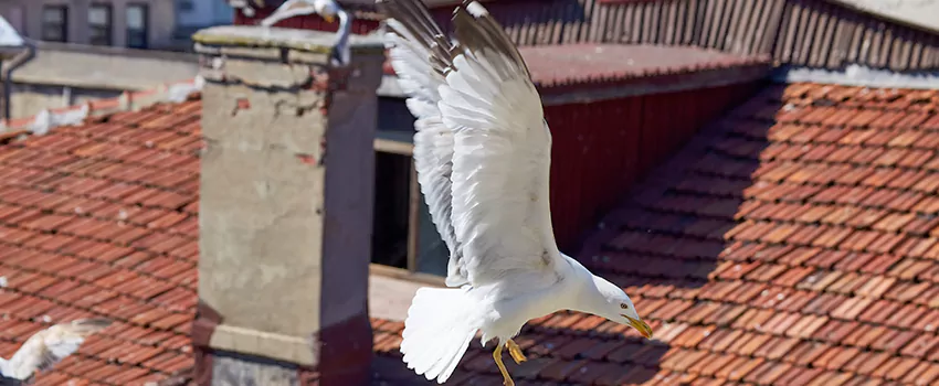 Residential Chimney Animal Removal Solution in Greeley, CO