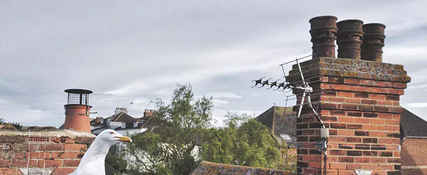 Chimney Cleaning And Restoration in Greeley, Colorado
